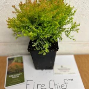 Fire Chief Globe Arborvitae Live Plant – 1 Quart Pot – Dwarf Evergreen Shrub - Image 5