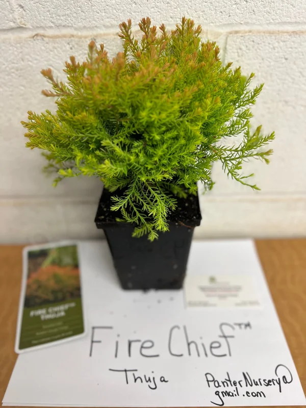 Fire Chief Globe Arborvitae Live Plant – 1 Quart Pot – Dwarf Evergreen Shrub - Image 5