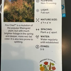 Fire Chief Globe Arborvitae Live Plant – 1 Quart Pot – Dwarf Evergreen Shrub - Image 7