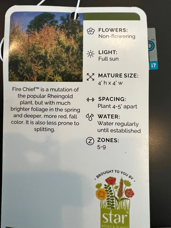 Fire Chief Globe Arborvitae Live Plant – 1 Quart Pot – Dwarf Evergreen Shrub - Image 7