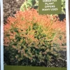 Fire Chief Globe Arborvitae Live Plant – 1 Quart Pot – Dwarf Evergreen Shrub - Image 1