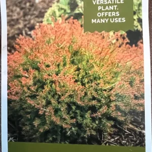 Fire Chief Globe Arborvitae Live Plant – 1 Quart Pot – Dwarf Evergreen Shrub - Image 1