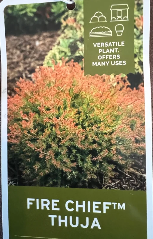 Fire Chief Globe Arborvitae Live Plant – 1 Quart Pot – Dwarf Evergreen Shrub - Image 1