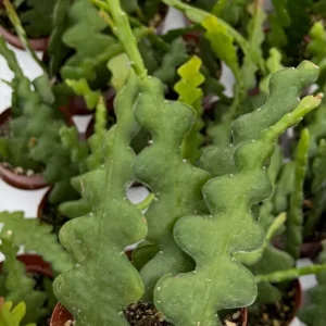 Fishbone Cactus Live Plant – Zig Zag Orchid Cactus Houseplant in 2.5 inch Pot - Image 2