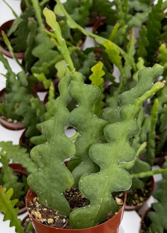 Fishbone Cactus Live Plant – Zig Zag Orchid Cactus Houseplant in 2.5 inch Pot - Image 2