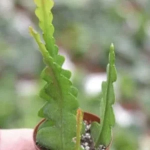 Fishbone Cactus Live Plant – Zig Zag Orchid Cactus Houseplant in 2.5 inch Pot - Image 1