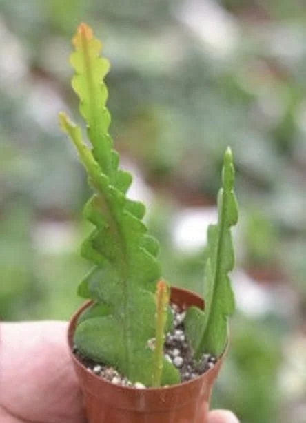 Fishbone Cactus Live Plant – Zig Zag Orchid Cactus Houseplant in 2.5 inch Pot - Image 1