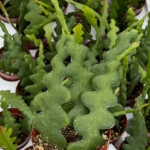 Fishbone Cactus Live Plant – Zig Zag Orchid Cactus Houseplant in 2.5 inch Pot - Image 3