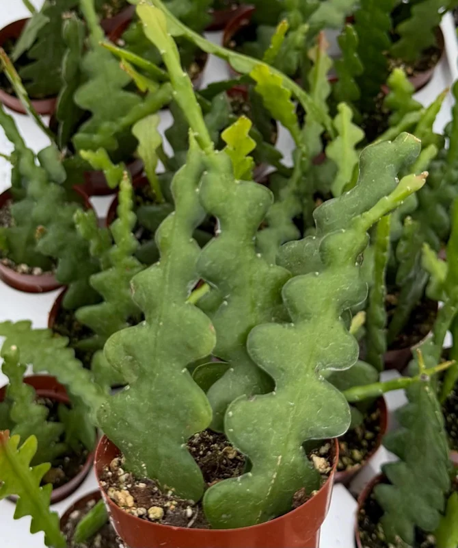 Fishbone Cactus Live Plant – Zig Zag Orchid Cactus Houseplant in 2.5 inch Pot - Image 3