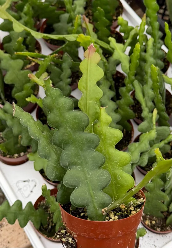 Fishbone Cactus Live Plant – Zig Zag Orchid Cactus Houseplant in 2.5 inch Pot - Image 4