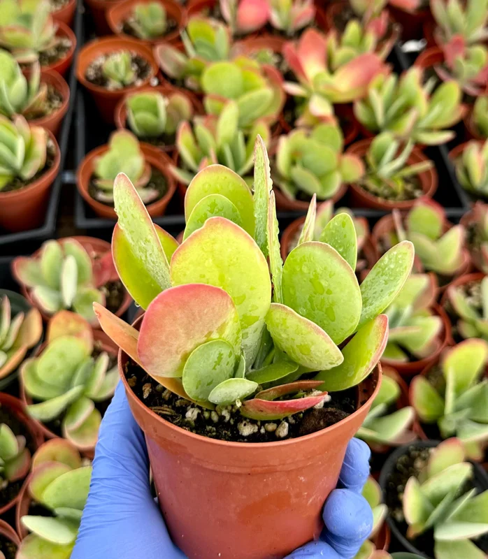 Flapjack Succulent Live Plant 4" Kalanchoe Luciae Paddle Plant Indoor - Image 2