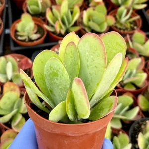 Flapjack Succulent Live Plant 4