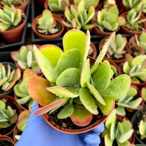 Flapjack Succulent Live Plant 4