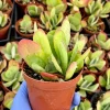 Flapjack Succulent Live Plant 4" Kalanchoe Luciae Paddle Plant Indoor - Image 1