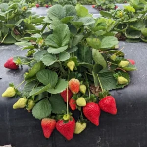 Florida Ember Strawberry Live Plants – Set of 2, 4-6” Tall – Fragaria x ananassa – Edible Fruit - Image 3