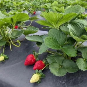 Florida Ember Strawberry Live Plants – Set of 2, 4-6” Tall – Fragaria x ananassa – Edible Fruit - Image 4