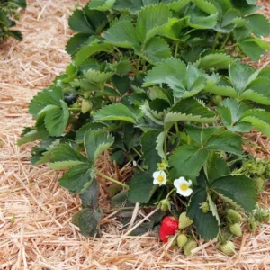 Florida Ember Strawberry Live Plants – Set of 2, 4-6” Tall – Fragaria x ananassa – Edible Fruit - Image 5
