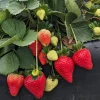 Florida Ember Strawberry Live Plants – Set of 2, 4-6” Tall – Fragaria x ananassa – Edible Fruit - Image 1