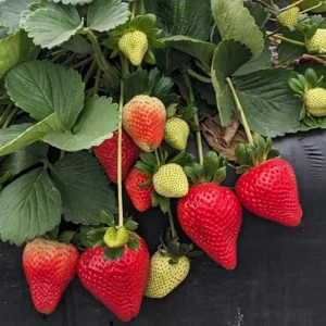 Florida Ember Strawberry Live Plants – Set of 2, 4-6” Tall – Fragaria x ananassa – Edible Fruit - Image 1