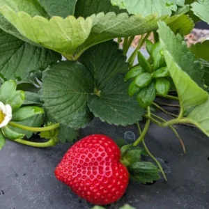 Florida Encore Strawberry Plants - Set of 2 Live Fruit Plants, 4-6