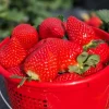 Florida Encore Strawberry Plants - Set of 2 Live Fruit Plants, 4-6" Tall, Edible - Image 1