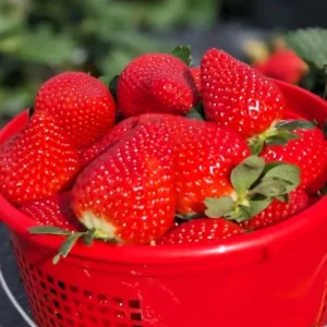 Florida Encore Strawberry Plants - Set of 2 Live Fruit Plants, 4-6