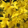 Forsythia Lynwood Gold 'Golden Bells' Live Plant – 4 inch Pot – Outdoor Shrub - Image 1