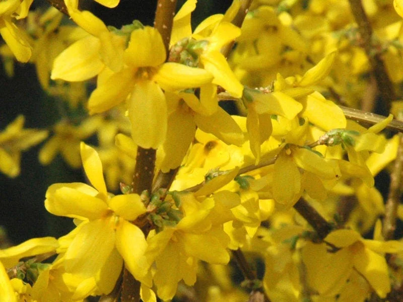 Forsythia Lynwood Gold 'Golden Bells' Live Plant – 4 inch Pot – Outdoor Shrub - Image 1