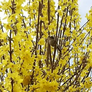 Forsythia Lynwood Gold 'Golden Bells' Live Plant – 4 inch Pot – Outdoor Shrub - Image 3