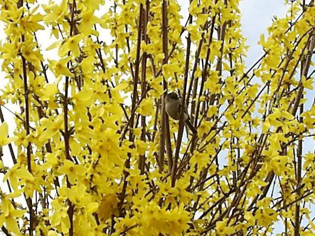 Forsythia Lynwood Gold 'Golden Bells' Live Plant – 4 inch Pot – Outdoor Shrub - Image 3