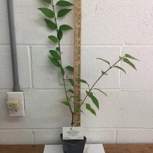 Forsythia Lynwood Gold 'Golden Bells' Live Plant – 4 inch Pot – Outdoor Shrub - Image 4