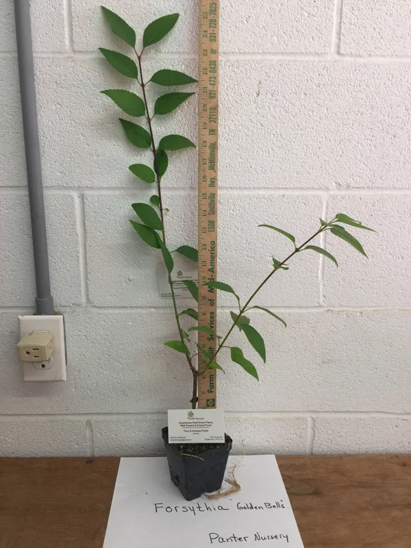 Forsythia Lynwood Gold 'Golden Bells' Live Plant – 4 inch Pot – Outdoor Shrub - Image 4