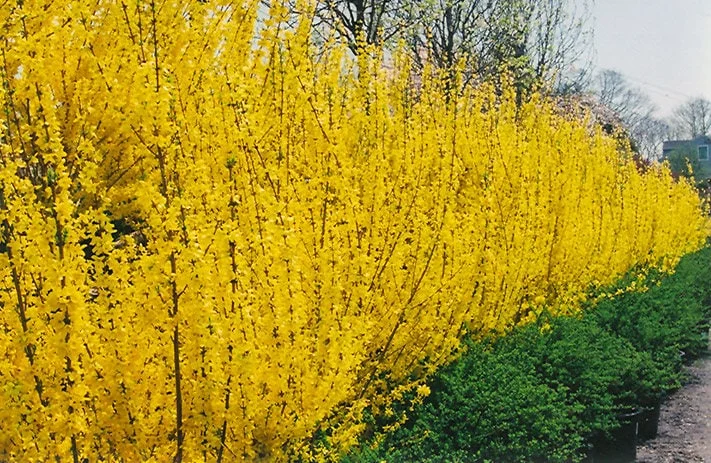 Forsythia Lynwood Gold 'Golden Bells' Live Plant – 4 inch Pot – Outdoor Shrub - Image 5