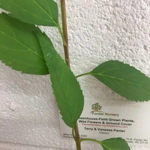 Forsythia Lynwood Gold 'Golden Bells' Live Plant – 4 inch Pot – Outdoor Shrub - Image 6