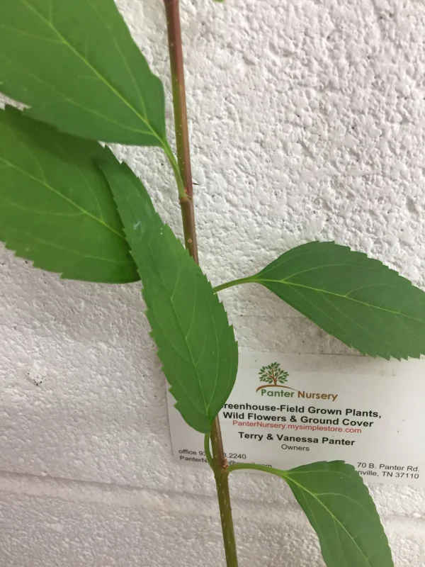 Forsythia Lynwood Gold 'Golden Bells' Live Plant – 4 inch Pot – Outdoor Shrub - Image 6