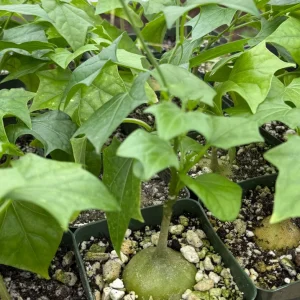 Gerrardanthus Macrorhizus Live Plant – The Bigfoot Caudex – 4 inch Pot – Indoor - Image 2