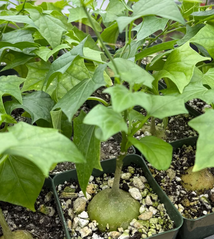 Gerrardanthus Macrorhizus Live Plant – The Bigfoot Caudex – 4 inch Pot – Indoor - Image 2