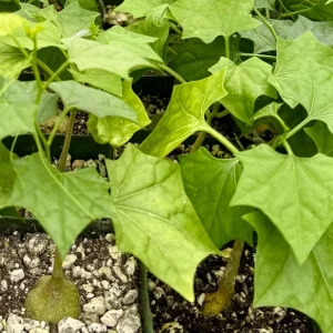 Gerrardanthus Macrorhizus Live Plant – The Bigfoot Caudex – 4 inch Pot – Indoor - Image 3