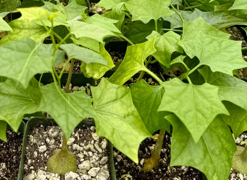 Gerrardanthus Macrorhizus Live Plant – The Bigfoot Caudex – 4 inch Pot – Indoor - Image 3