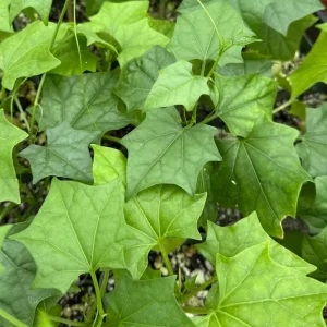 Gerrardanthus Macrorhizus Live Plant – The Bigfoot Caudex – 4 inch Pot – Indoor - Image 4