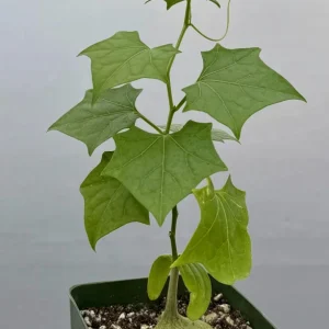 Gerrardanthus Macrorhizus Live Plant – The Bigfoot Caudex – 4 inch Pot – Indoor - Image 1