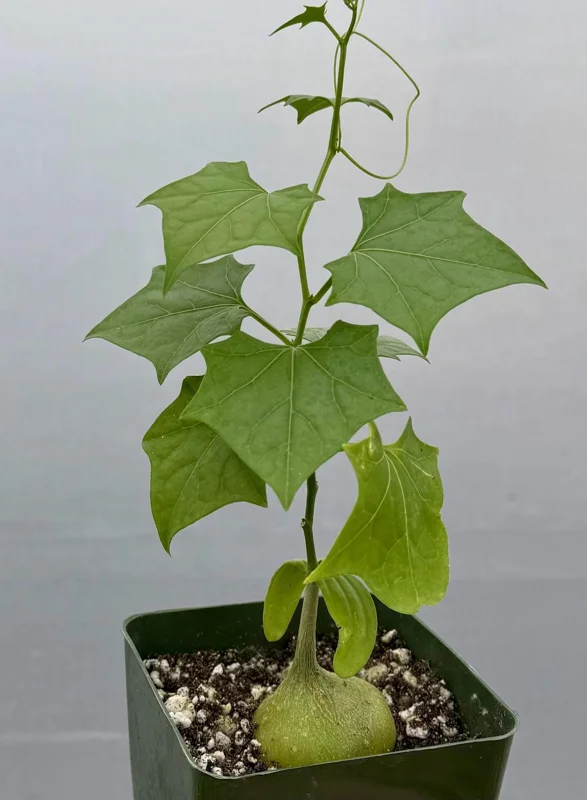 Gerrardanthus Macrorhizus Live Plant – The Bigfoot Caudex – 4 inch Pot – Indoor - Image 1