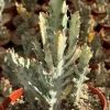 Ghost Cactus Variegated Euphorbia Lactea Live Plant 6 inch Pot Rare Succulent - Image 1