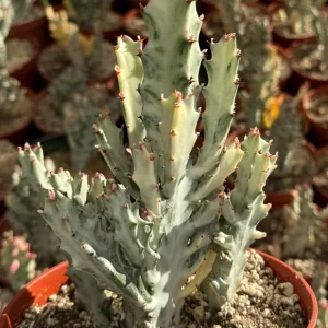 Ghost Cactus Variegated Euphorbia Lactea Live Plant 6 inch Pot Rare Succulent - Image 1
