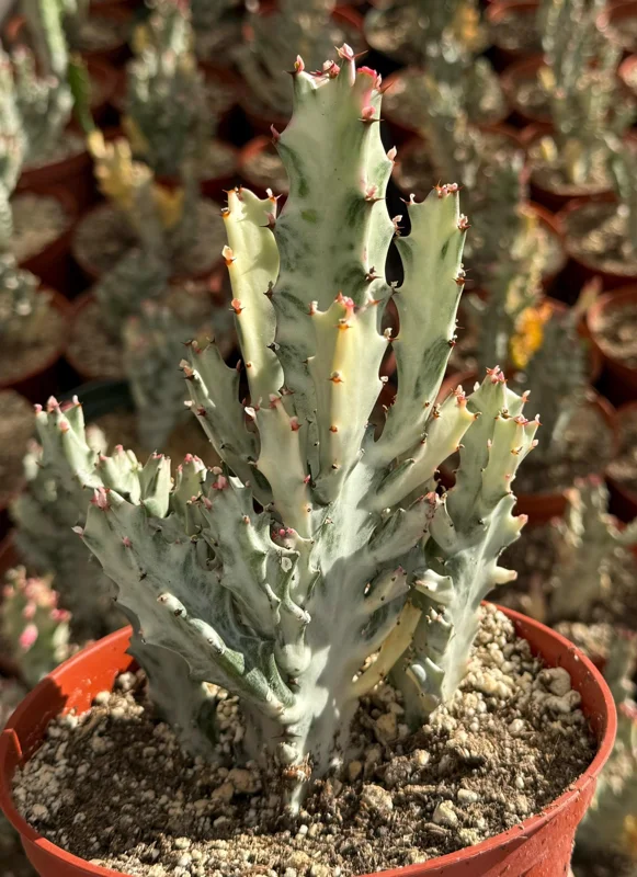 Ghost Cactus Variegated Euphorbia Lactea Live Plant 6 inch Pot Rare Succulent - Image 1