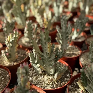 Ghost Cactus Variegated Euphorbia Lactea Live Plant 6 inch Pot Rare Succulent - Image 2