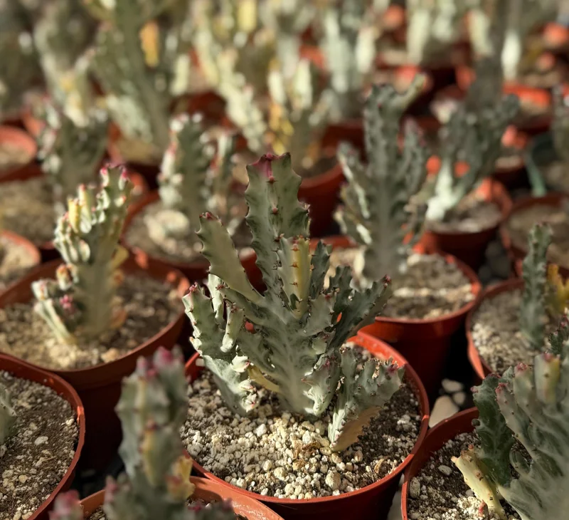 Ghost Cactus Variegated Euphorbia Lactea Live Plant 6 inch Pot Rare Succulent - Image 2