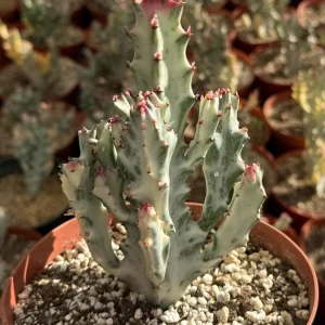 Ghost Cactus Variegated Euphorbia Lactea Live Plant 6 inch Pot Rare Succulent - Image 3