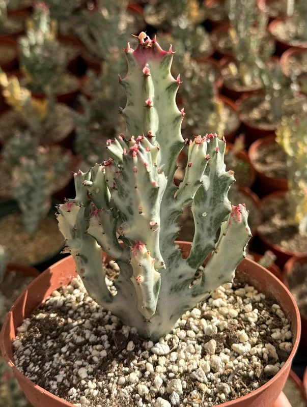 Ghost Cactus Variegated Euphorbia Lactea Live Plant 6 inch Pot Rare Succulent - Image 3