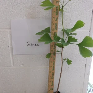 Ginkgo Biloba Live Tree - Maidenhair Tree 6-12